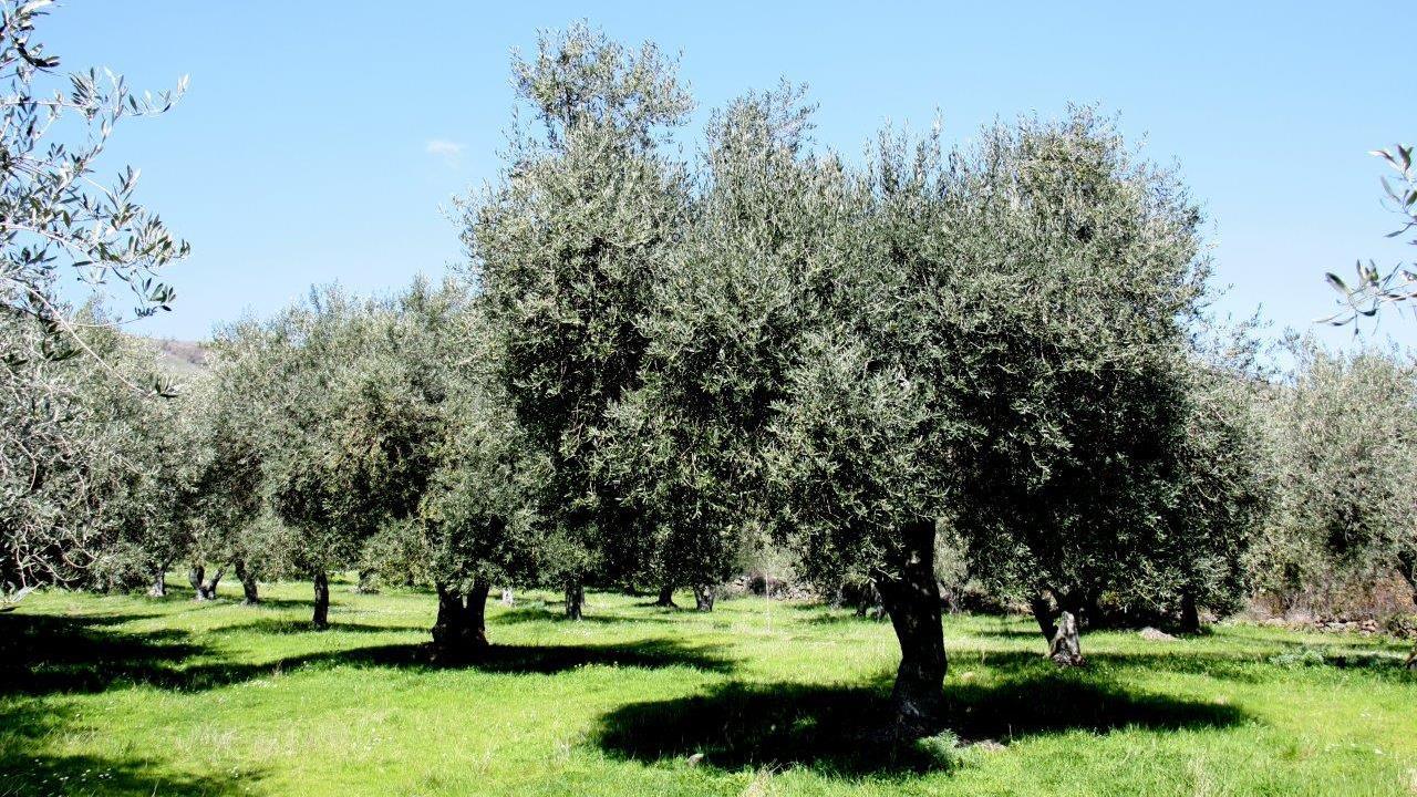 Anche in Sardegna la "Camminata tra gli olivi"