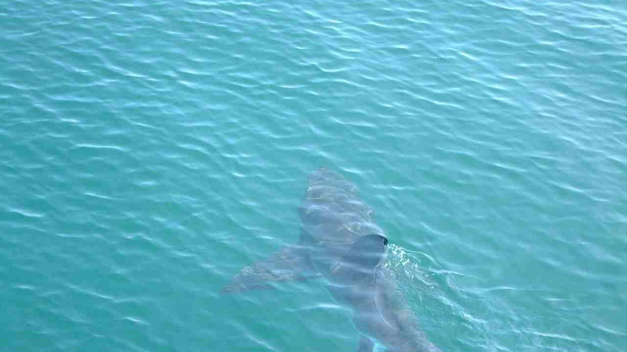 Lo squalo bianco fotografato nel 2003 in Sud Africa
