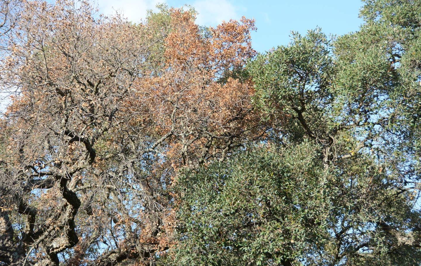 Un fungo minaccia gli alberi dell’isola 
