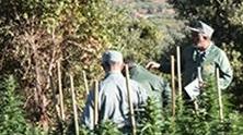 La Forestale sequestra a Leitzai novanta piante di cannabis