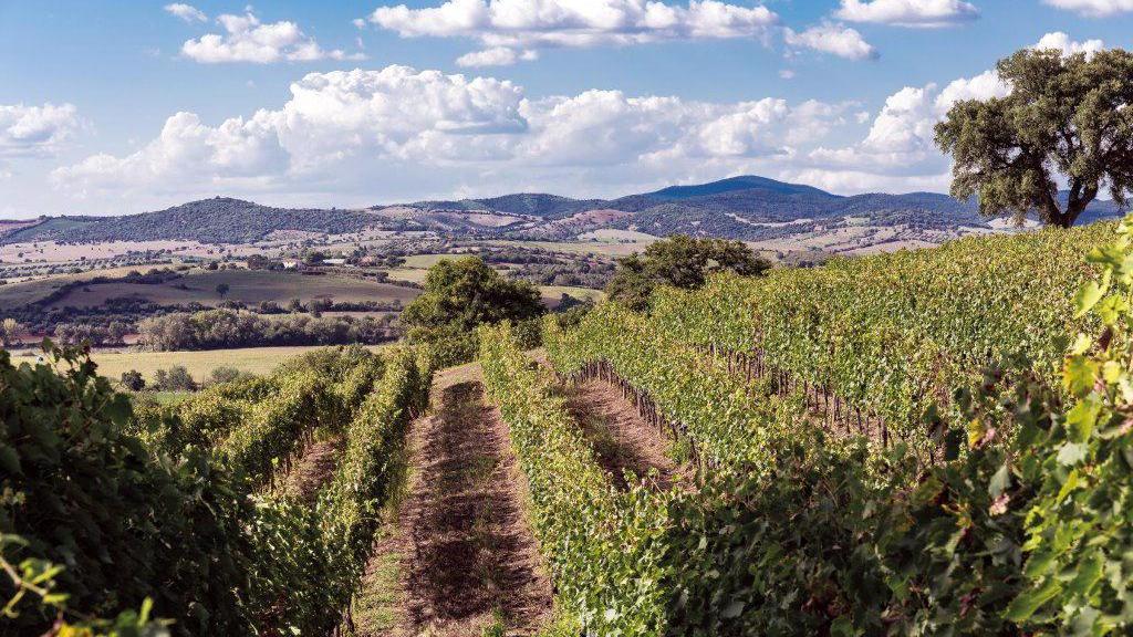 Cresce continuamente il prestigio enoico della provincia di Pisa