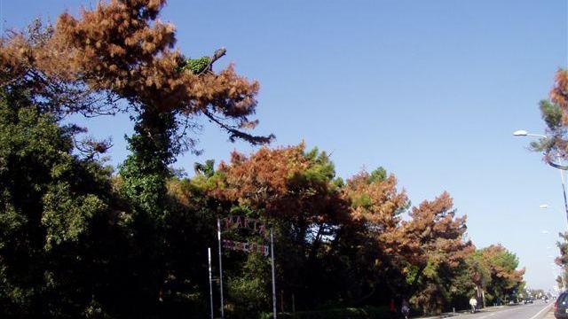 Iniziato il taglio dei pini malati all’interno degli stabilimenti balneari