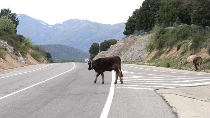 Un animale vagante sulla statale 389 per Villanova Strisaili