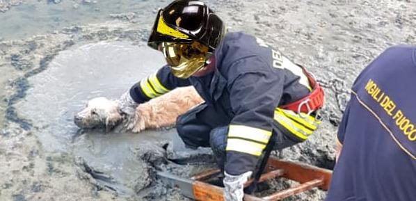 Cane intrappolato nel fango 
