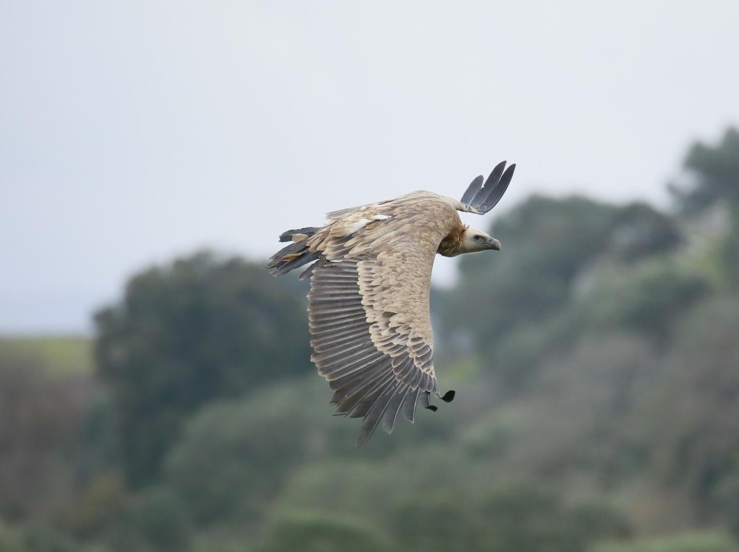 Gli ultimi 12 grifoni del progetto Life spiccano il volo a Monte Minerva 