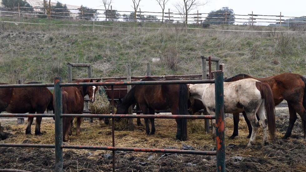 13 cavalli morti, si esclude l'avvelenamento