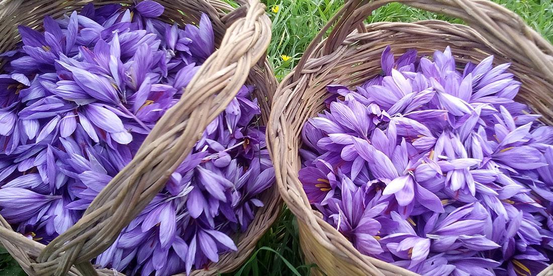 San Gavino, Turri e Villanovafranca: la strada dello zafferano