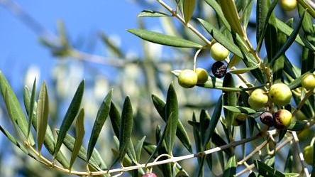 Liscio come l’olio, una giornata a spasso tra alberi e frantoi
