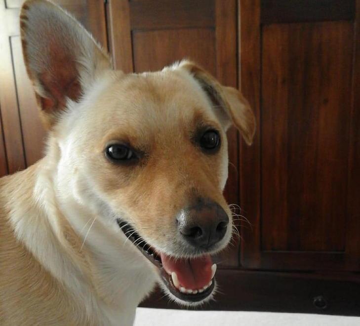 Cagnolino sbranato da un cinghiale, il branco si muove tra le case 