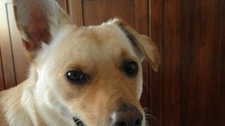 Cagnolino sbranato da un cinghiale, il branco si muove tra le case