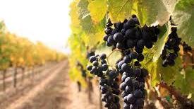 Seguendo la vite: all'origine della gioia