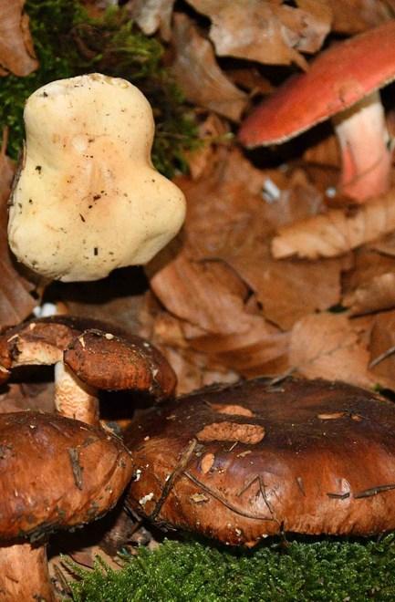 In arrivo i primi freddi E a tavola funghi e tartufi diventano protagonisti 