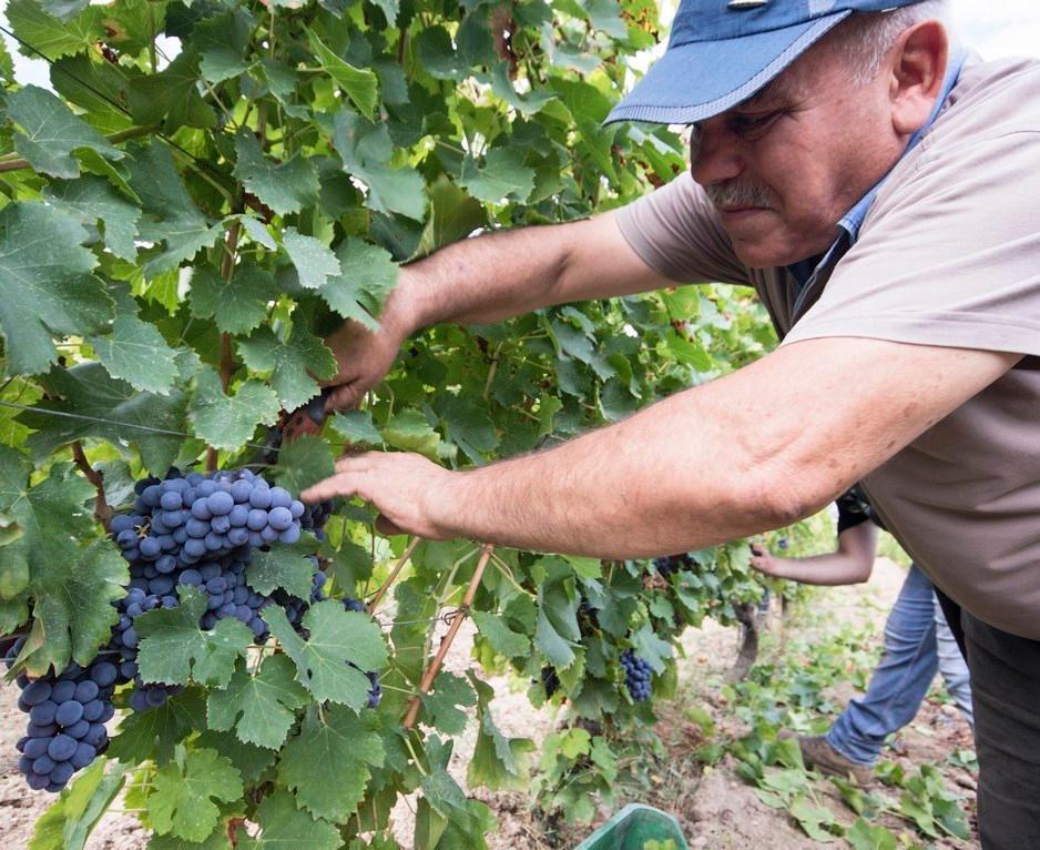 Vino: 3,4 milioni di euro di aiuti alle aziende 