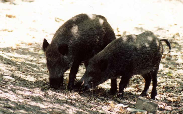 Sollecitata la chiusura dell’oasi di Sa Costa 