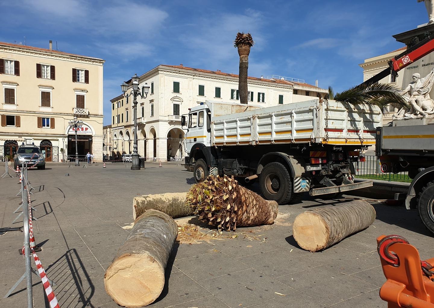 Nuove grandi palme in piazza d’Italia? I soldi non ci sono 