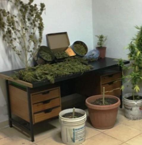 Marijuana a casa e in giardino, arrestati zio e nipote