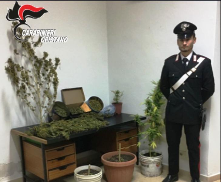 Marijuana dentro casa, arrestati zio e nipote 