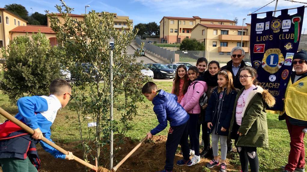 Arzachena, i cittadini diventano donatori d’alberi