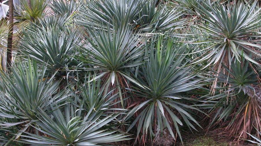 La jucca del Canadà invade l’area di San Rossore, biodiversità in pericolo