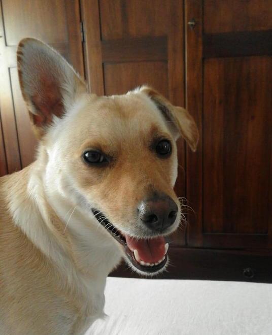 Attaccato dal branco di cinghiali, il cane Milo non ce l’ha fatta 