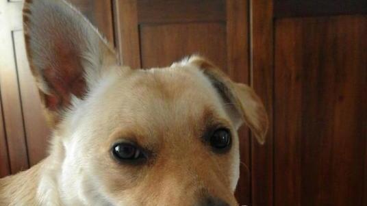 Attaccato dal branco di cinghiali, il cane Milo non ce l’ha fatta