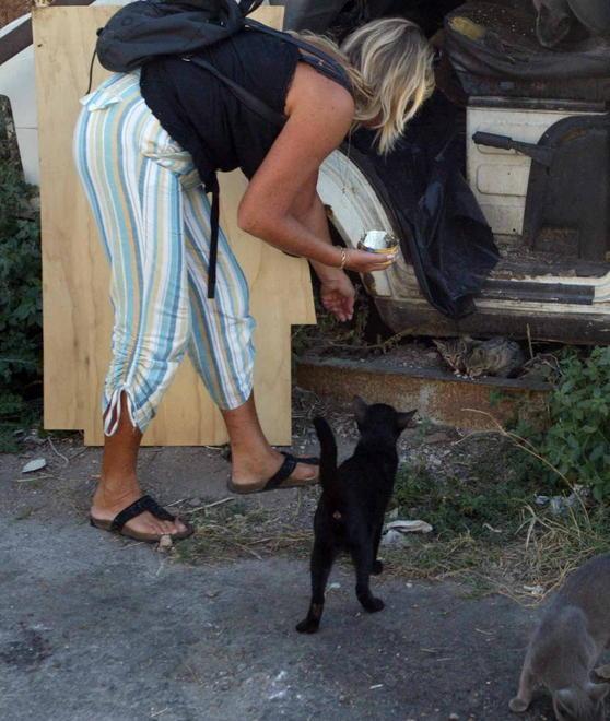Gatti randagi in città Come avvicinarli