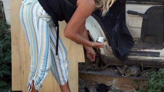 Gatti randagi in città Come avvicinarli