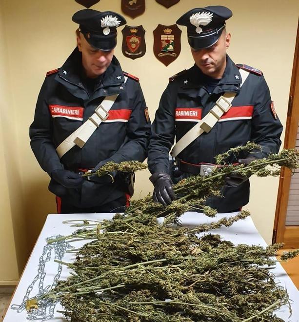 Due in manette nel laboratorio della marijuana