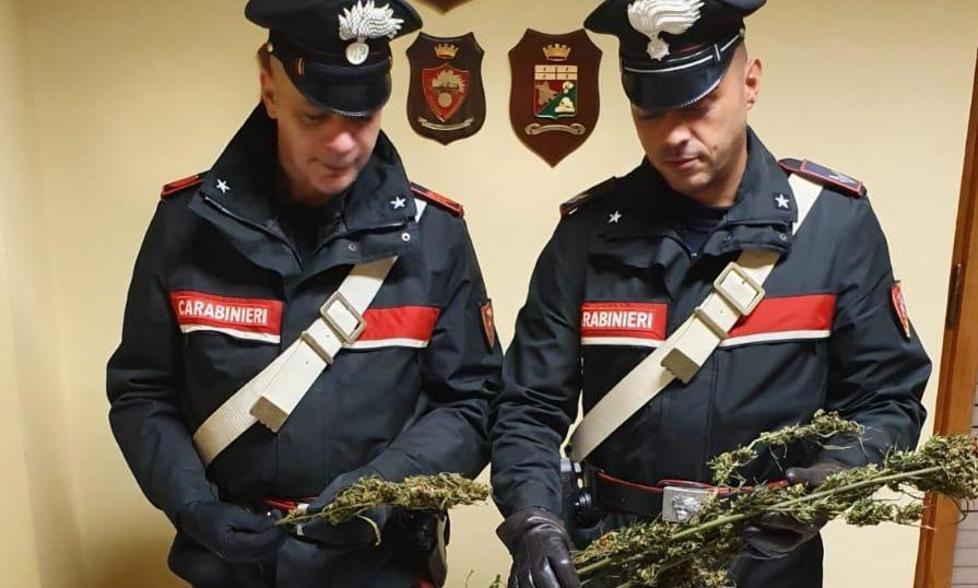 Scoperto un laboratorio per l’essiccazione della marijuana