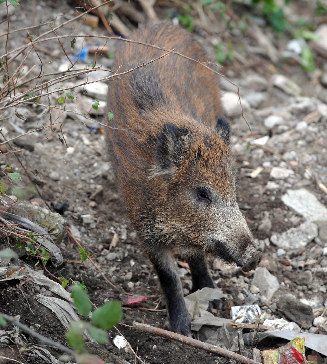 Caccia al cinghiale: incontri formativi sulla peste suina