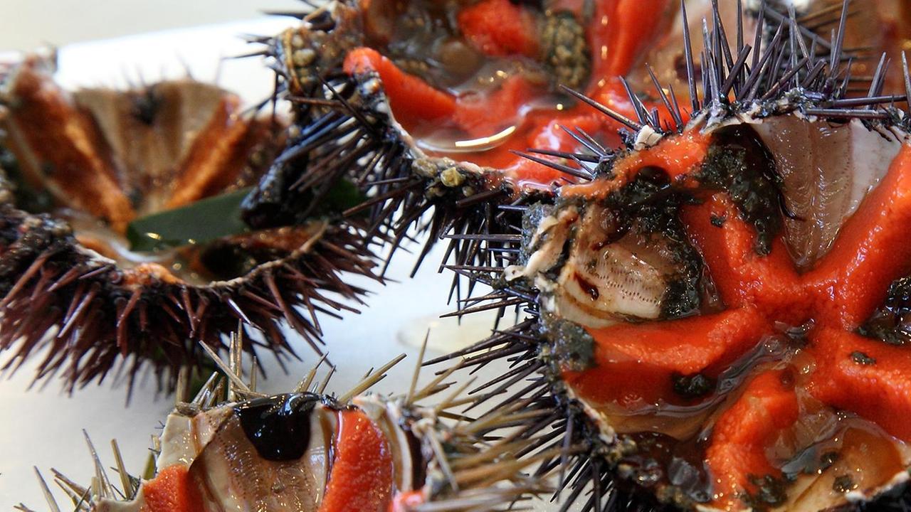 Via alla pesca ai ricci con 15 giorni di anticipo