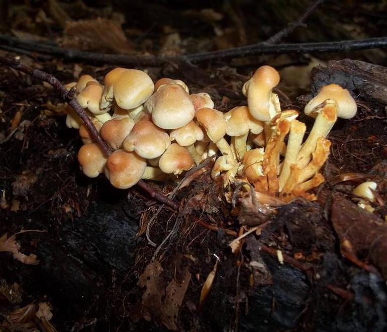 Mostra micologica per imparare a riconoscere le specie di funghi 