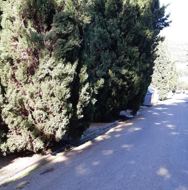 Cimitero di Mirteto, «viale come una foresta e no orario continuato»