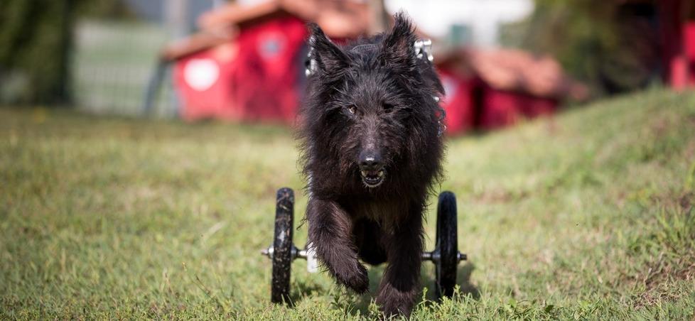 Vecchietti star nel calendario del Rifugio del cane di Pistoia 