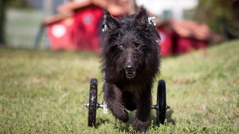 Vecchietti star nel calendario del Rifugio del cane di Pistoia
