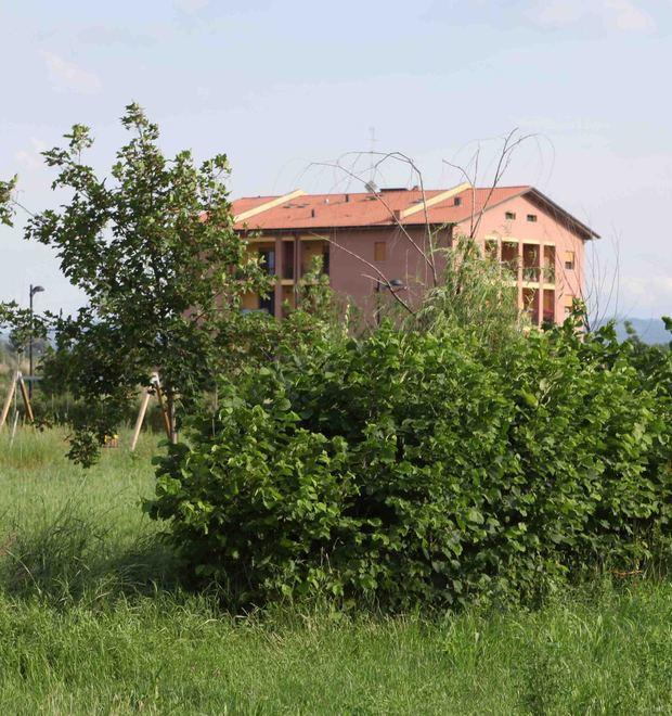 “Albero motore” Grazie a Kohler 650 nuove piante 