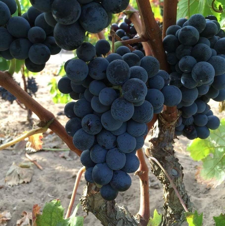 Primi brindisi di rosso nell’isola già dall’Età del Bronzo