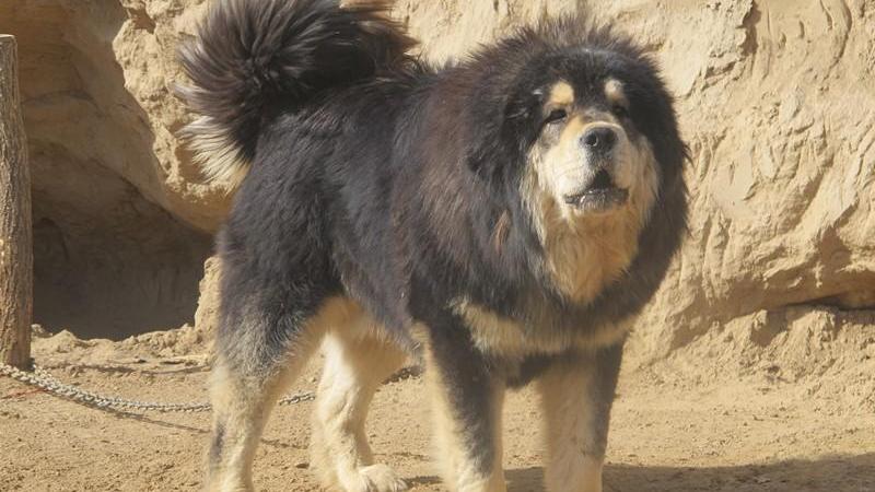 Un cane di razza Tiberian Mastiff