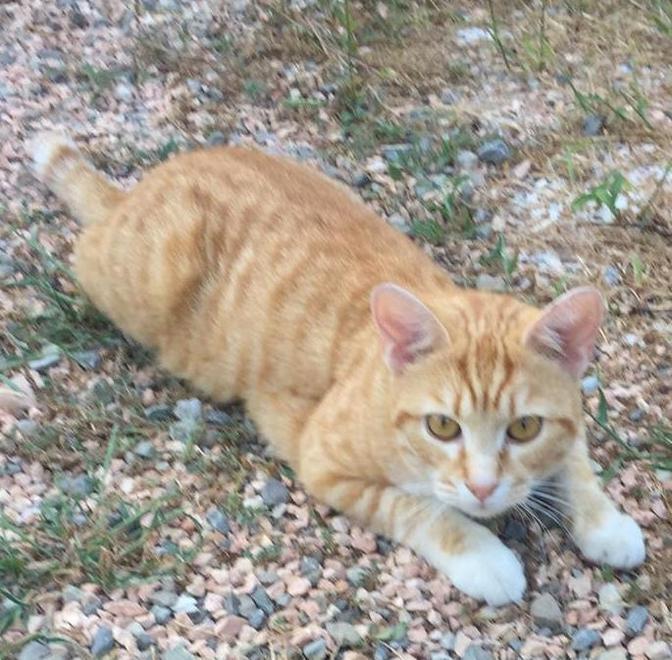 Ucciso trafitto da una lancia, l’atroce fine del gatto Leone 