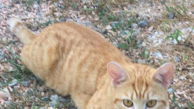Ucciso trafitto da una lancia, l’atroce fine del gatto Leone