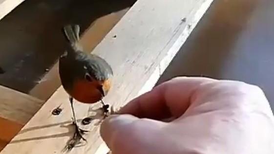 Il pettirosso diventato amico di Alessandro Marinai