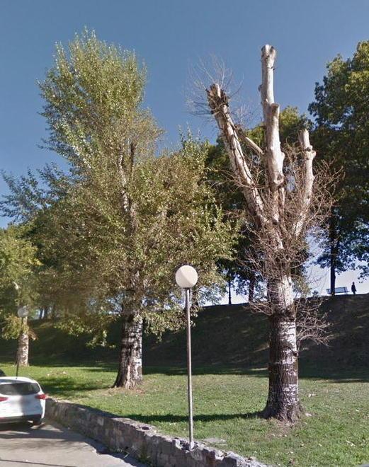 Abbattuti due pioppi