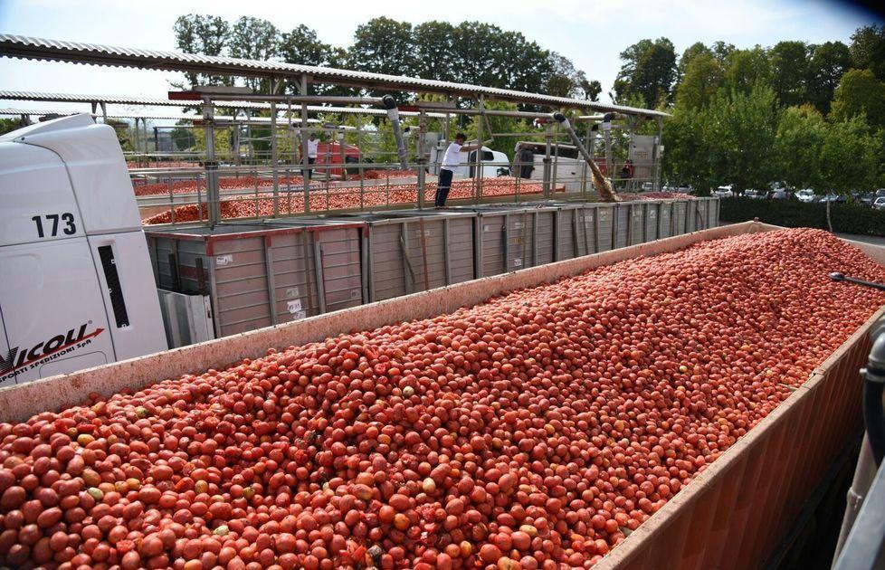 Pomodoro da industria Produzione troppo elevata 