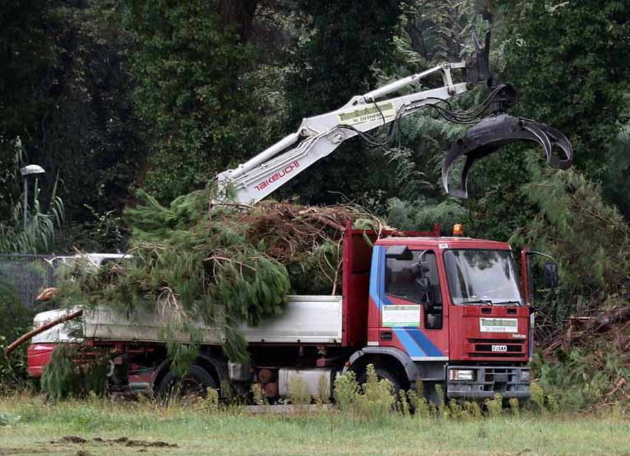 Aeroporto del Cinquale, al via il taglio «Abbatteremo solo 9 pini» 