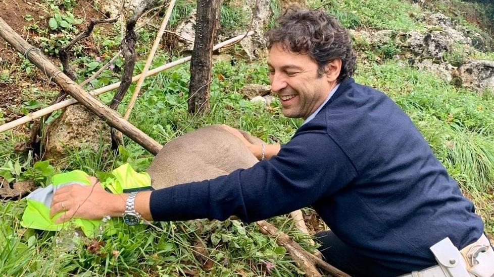 Il vigile che salva caprioli, ne ha aiutati 4 in 2 anni: uno anche ieri