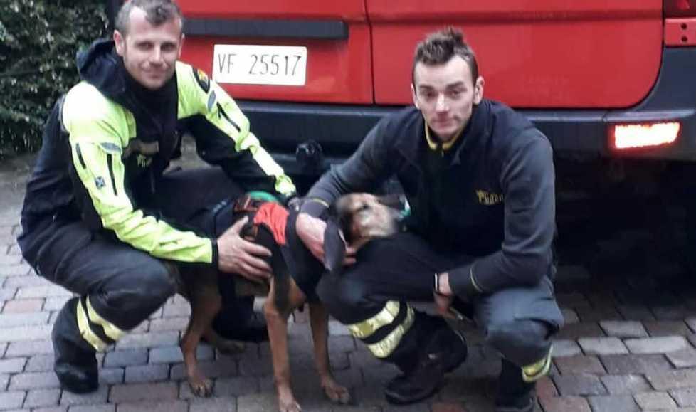 Scandiano, cane vola nel dirupo inseguendo la preda: salvato dai vigili del fuoco 