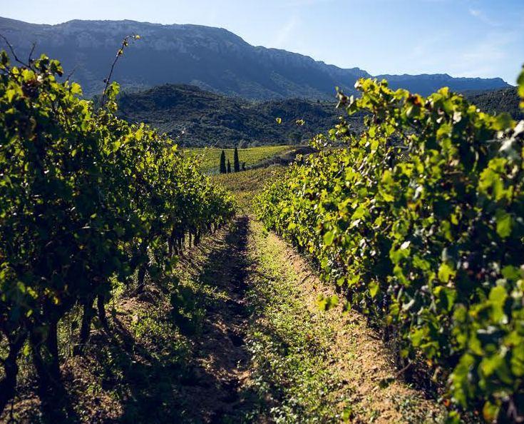 Dorgali ottiene il toponimo Vigna di Oddoene 