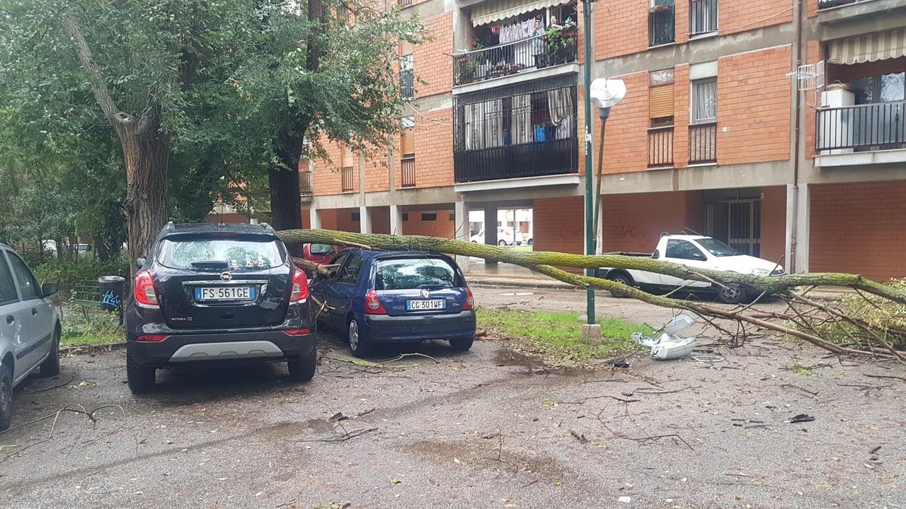 L'albero crollato in piazza Puccini a Sassari