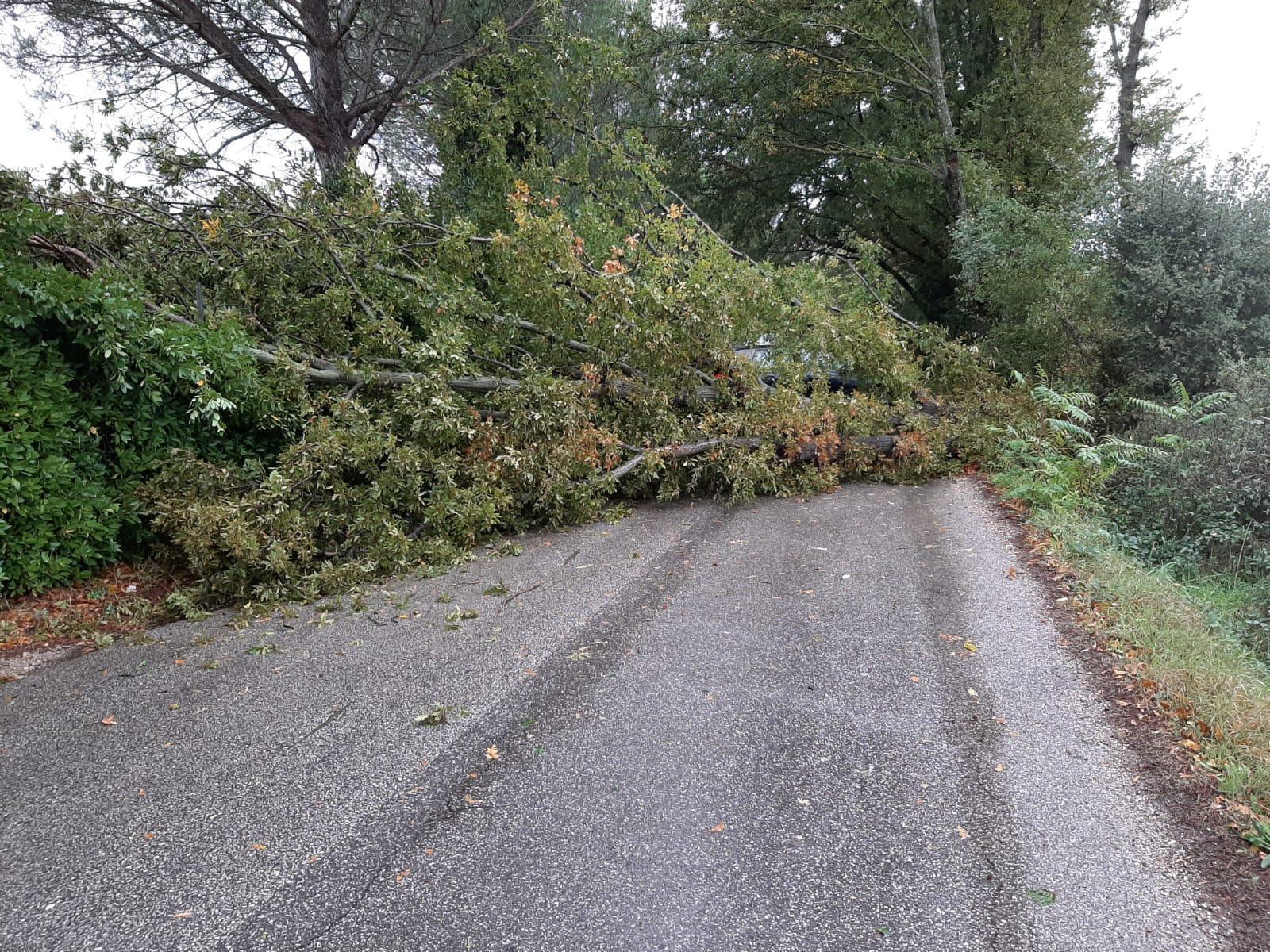 Albero cade sulla strada, traffico interrotto
