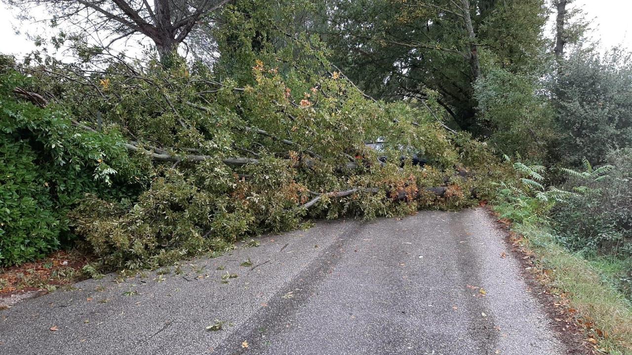 Albero cade sulla strada, traffico interrotto